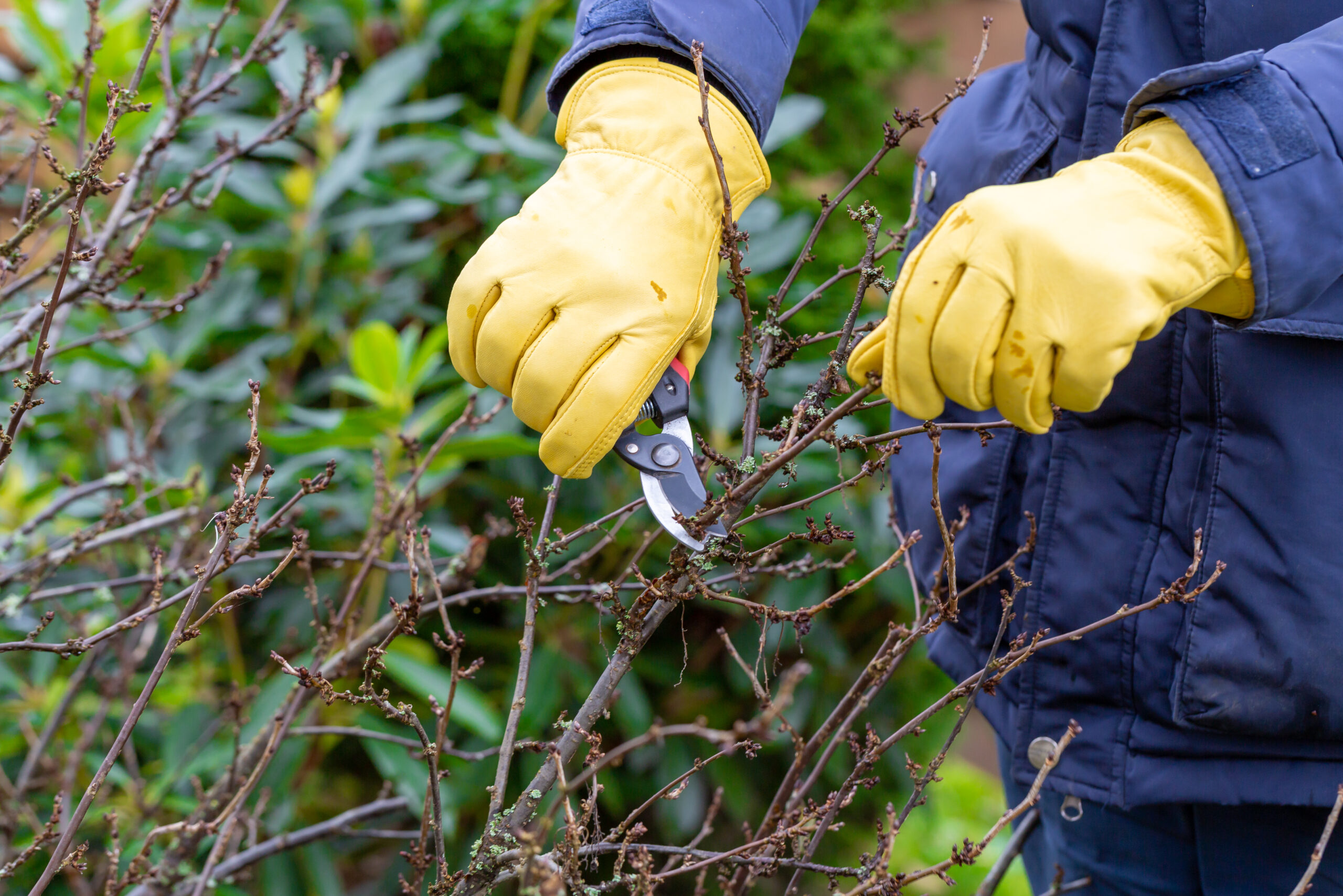 Shrub Pruning