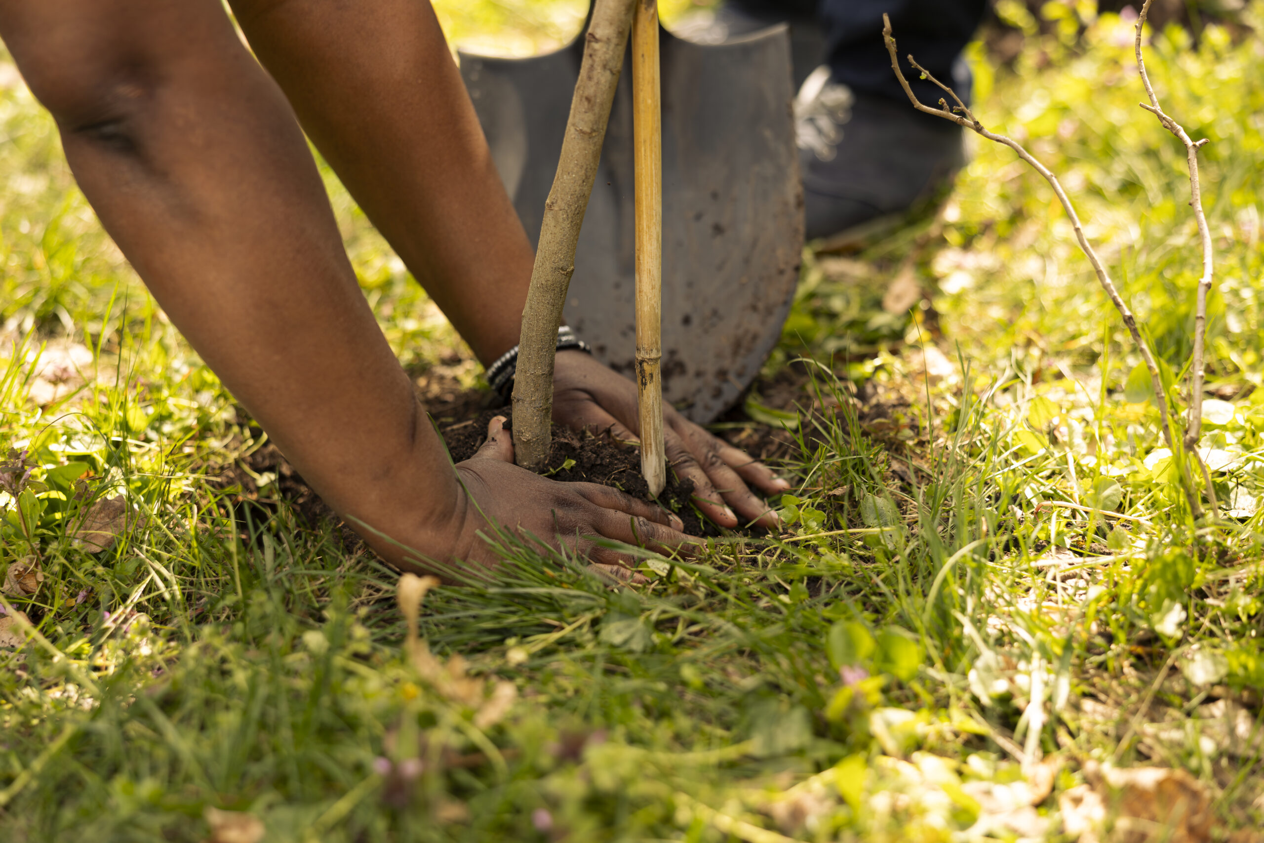 Tree Planting