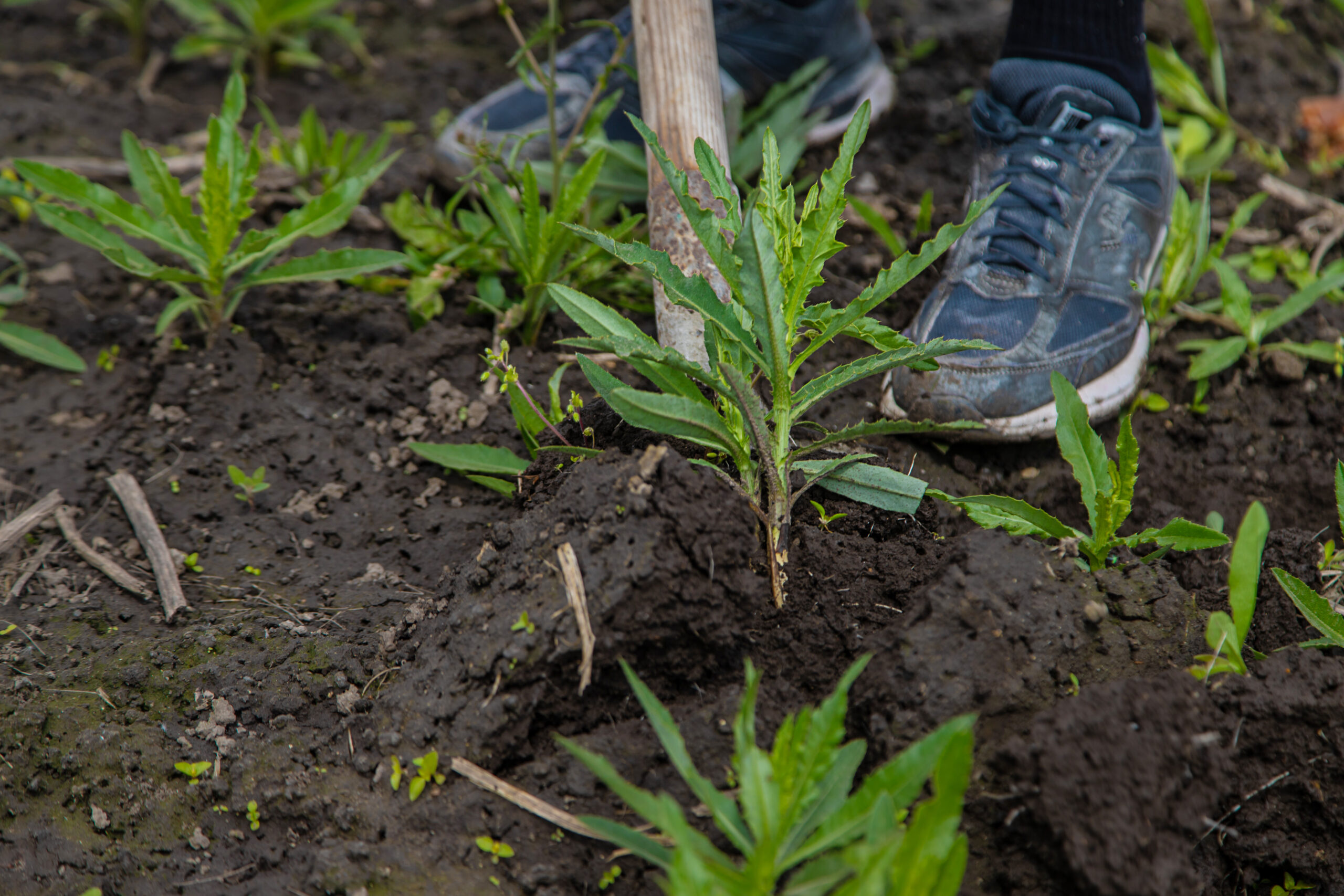 Weed Control