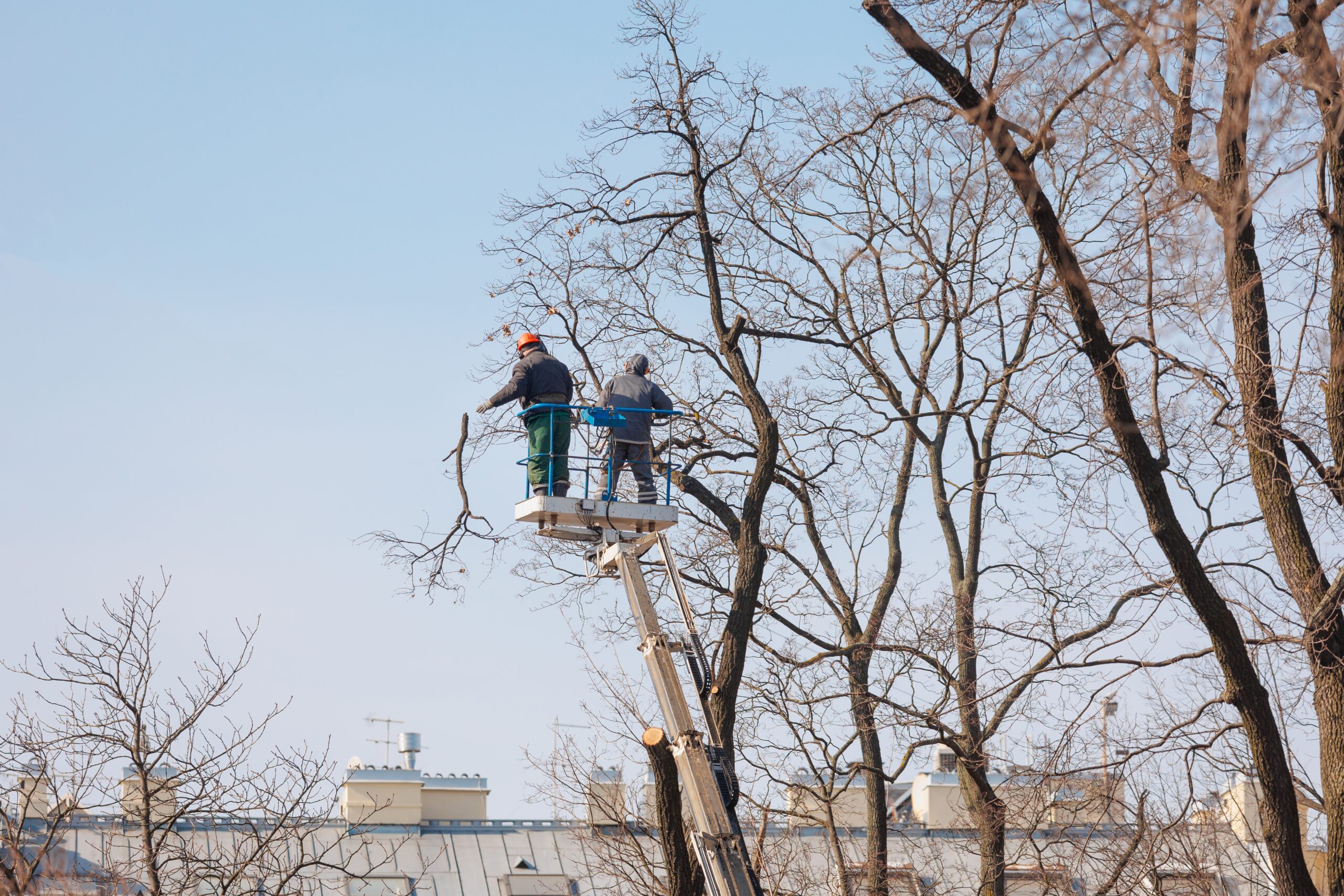 Tree Pruning
